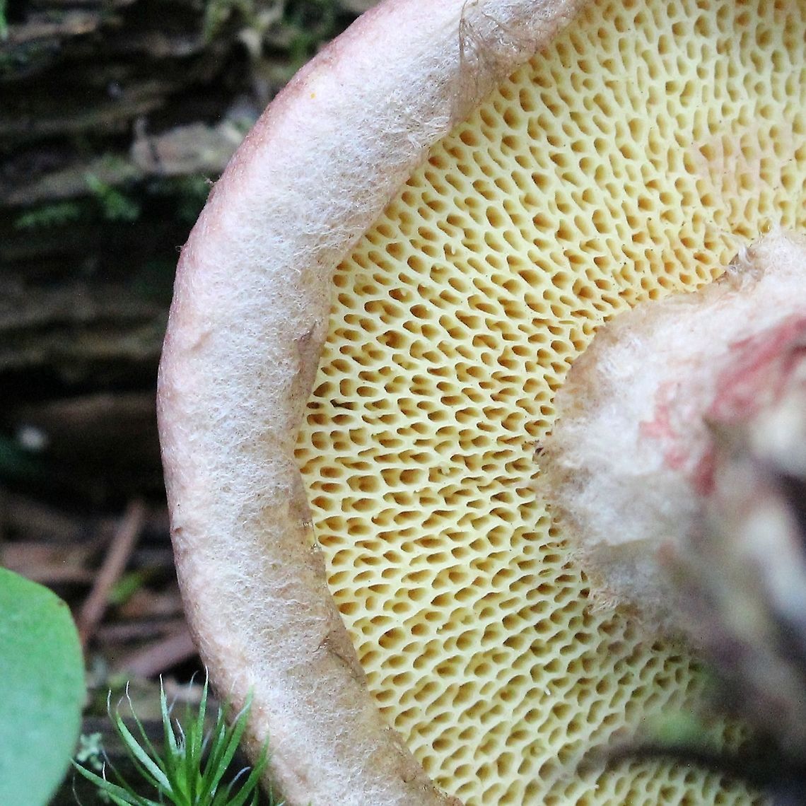 Suillus spraguei (Suillus pictus) View of the cap underside showing pores and enrolled cap margin. Some remnants of the veil are visible on the cap margin. Geotagged,Suillus pictus,Suillus spraguei,Summer,United States,fungus,mushroom