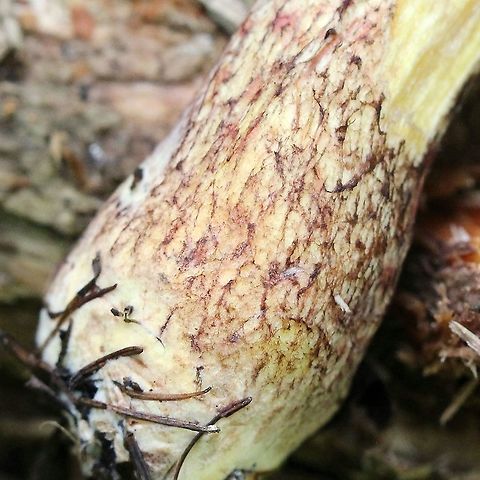 Suillus spraguei (Suillus pictus) View of the stem. Geotagged,Suillus pictus,Suillus spraguei,Summer,United States