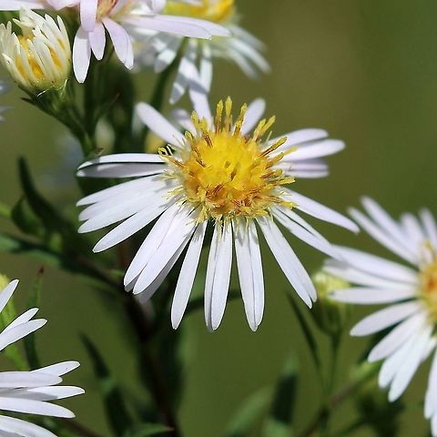 Symphyotrichum lanceolatum (Panicled Aster)  Aster lanceolatus,Aster simplex,Geotagged,Panicled Aster,Summer,Symphyotrichum lanceolatum,United States