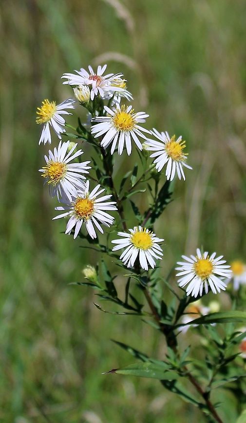 Symphyotrichum lanceolatum (Panicled Aster)  Aster lanceolatus,Aster simplex,Geotagged,Panicled Aster,Summer,Symphyotrichum lanceolatum,United States