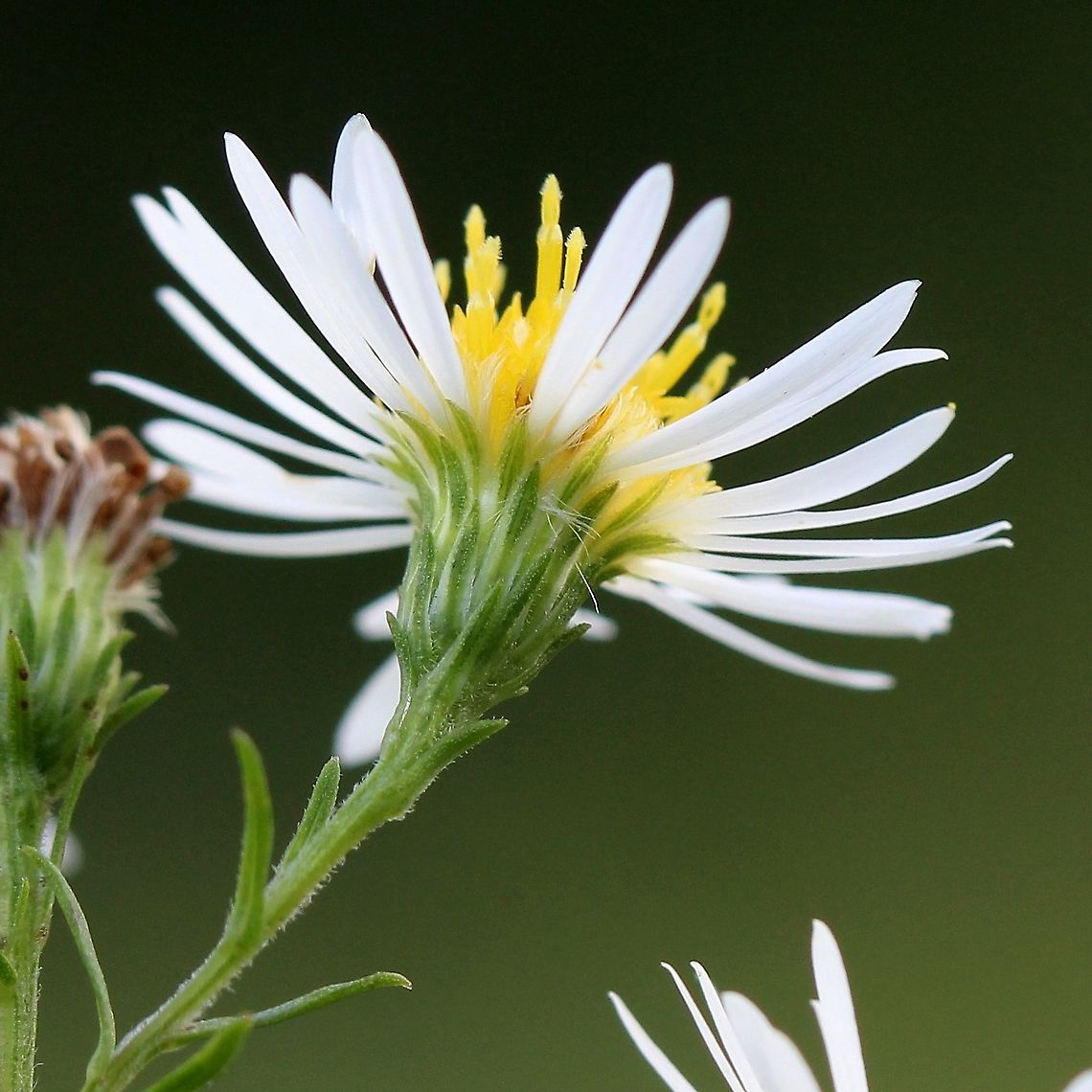 Symphyotrichum lanceolatum (Panicled Aster) Detail of bracts and uppermost leaves. Aster lanceolatus,Aster simplex,Asteraceae,Geotagged,Panicled Aster,Summer,Symphyotrichum lanceolatum,United States,aster