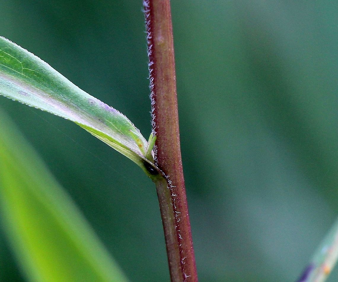 Symphyotrichum lanceolatum (Panicled Aster) Decurent leaf bases with lines of hairs extended down the stem to the next node. Aster lanceolatus,Aster simplex,Asteraceae,Geotagged,Panicled Aster,Summer,Symphyotrichum lanceolatum,United States,aster