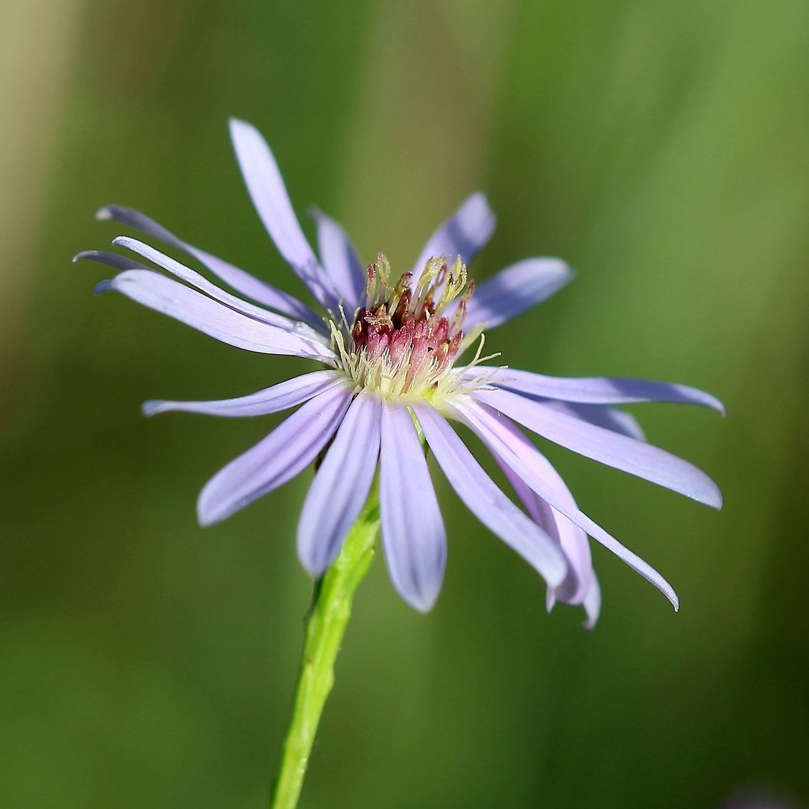 Symphyotrichum oolentangiense (Sky-blue Aster)  Asteraceae,Geotagged,Sky-blue Aster,Summer,Symphyotrichum oolentangiense,United States,aster
