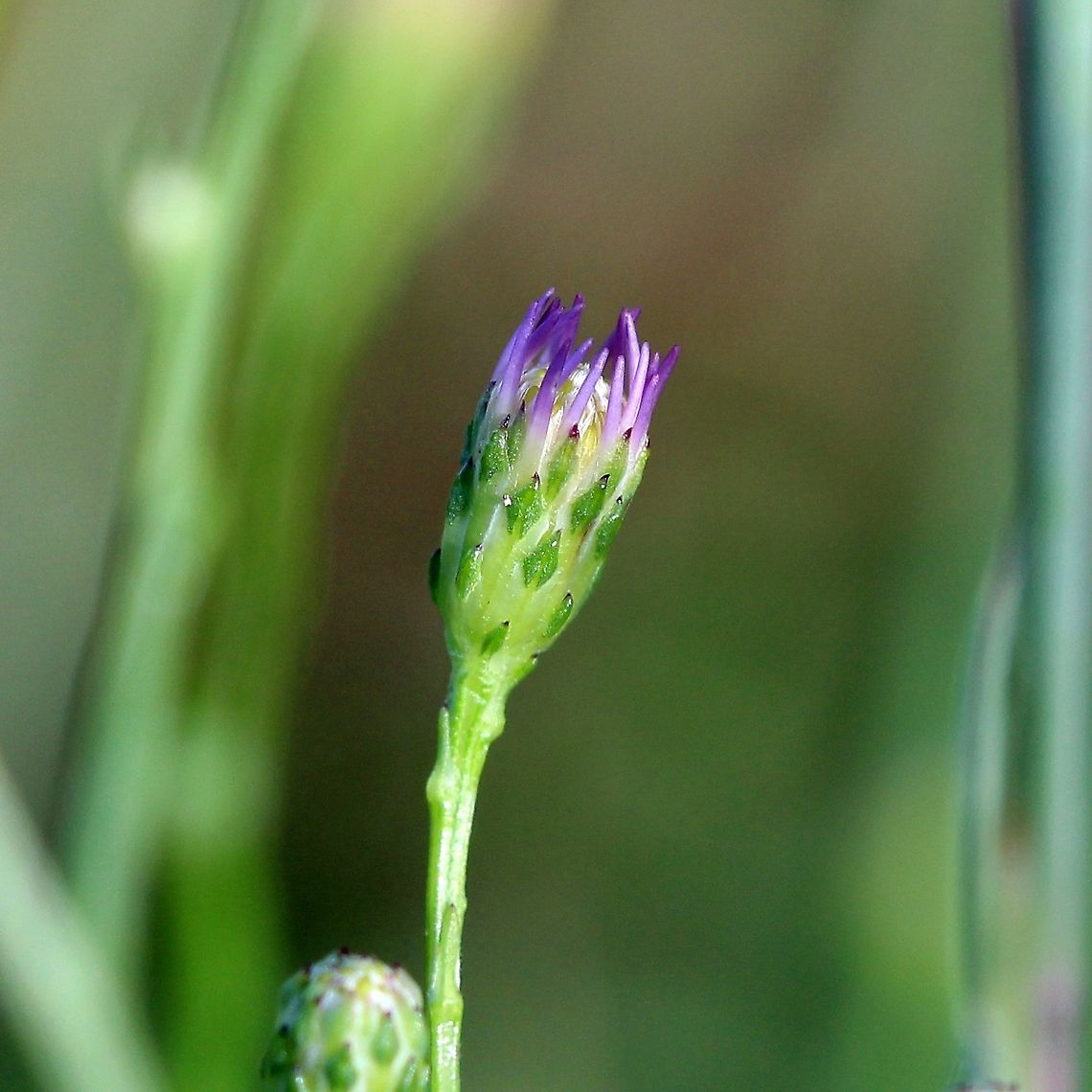 Symphyotrichum oolentangiense (Sky-blue Aster) Details of uppermost leaves (reduced to scales) and diamond-shaped bracts of the flower head with sharp dark tips. Asteraceae,Geotagged,Sky-blue Aster,Summer,Symphyotrichum oolentangiense,United States,aster