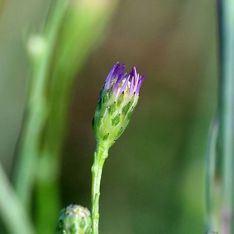 Symphyotrichum oolentangiense (Sky-blue Aster) Details of uppermost leaves (reduced to scales) and diamond-shaped bracts of the flower head with sharp dark tips. Asteraceae,Geotagged,Sky-blue Aster,Summer,Symphyotrichum oolentangiense,United States,aster