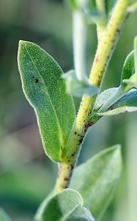 Solidago rigida This plant (and all the others here) is much shorter than the typical species and also more densely hairy on the leaves and stem so it might be subsp. humilis. Asteraceae,Geotagged,Solidago rigida,Stiff Goldenrod,Stiff-leaved Goldenrod,Summer,United States,goldenrod
