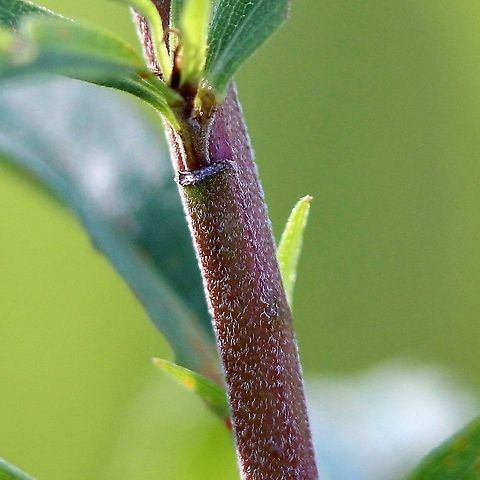 Solidago canadensis (Canada Goldenrod) Solidago canadensis subsp. hargeri

Habitat: Old field with Solidago altissima, S. gigantea, S. juncea, S. nemoralis, and various aster species. Asteraceae,Canada goldenrod,Geotagged,Solidago canadensis,Solidago canadensis subsp. hargeri,Summer,United States,goldenrod