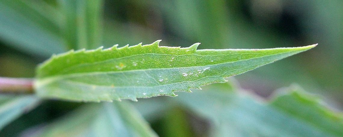 Solidago canadensis (Canada Goldenrod) Solidago canadensis subsp. hargeri<br />
<br />
Habitat: Old field with Solidago altissima, S. gigantea, S. juncea, S. nemoralis, and various aster species. Asteraceae,Canada Goldenrod,Canada goldenrod,Geotagged,Solidago canadensis,Solidago canadensis subsp. hargeri,Summer,United States,goldenrod