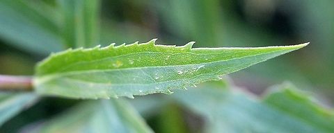 Solidago canadensis (Canada Goldenrod) Solidago canadensis subsp. hargeri

Habitat: Old field with Solidago altissima, S. gigantea, S. juncea, S. nemoralis, and various aster species. Asteraceae,Canada Goldenrod,Canada goldenrod,Geotagged,Solidago canadensis,Solidago canadensis subsp. hargeri,Summer,United States,goldenrod