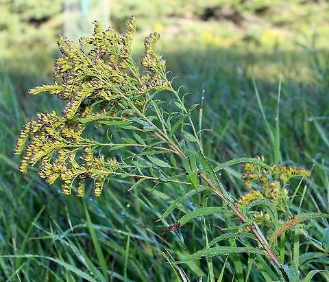 Solidago canadensis Solidago canadensis subsp. hargeri

Habitat: Old field with Solidago altissima, S. gigantea, S. juncea, S. nemoralis, and various aster species. Canada goldenrod,Geotagged,Solidago canadensis,Solidago canadensis subsp. hargeri,Summer,United States,goldenrod