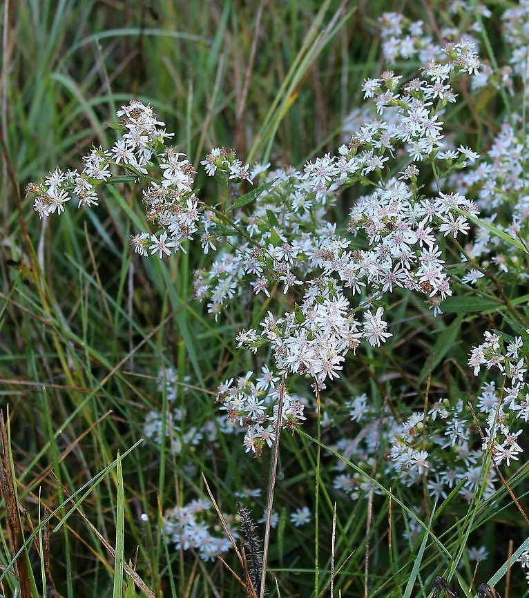 Symphyotrichum lateriflorum (Calico Aster) Habitat: Old field with various Solidago and other aster species. Aster lateriflorus,Asteraceae,Calico Aster,Calico aster,Geotagged,Summer,Symphyotrichum lateriflorum,United States,aster