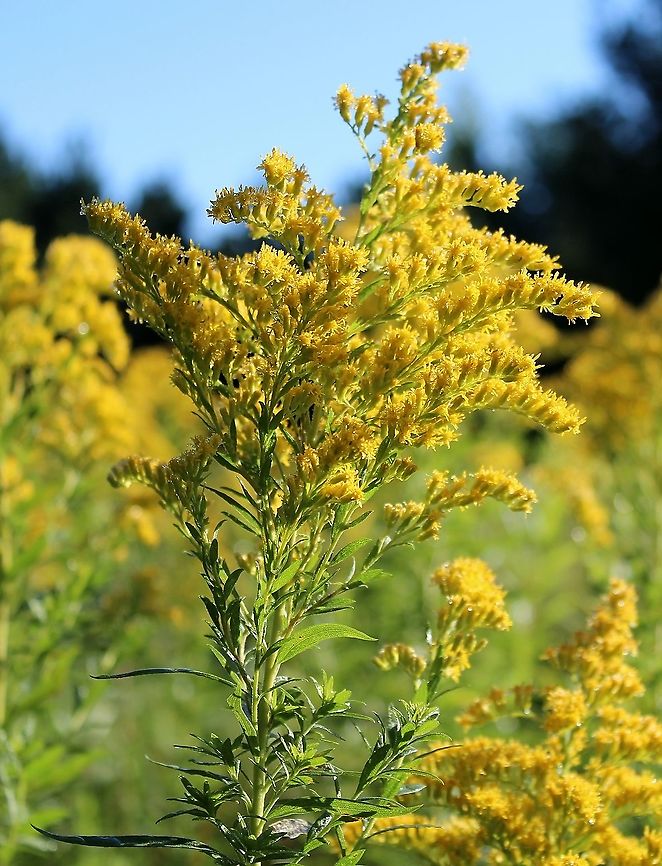 Solidago altissima (Tall Goldenrod) Habitat: Old field with various Solidago and aster species. Asteraceae,Geotagged,Late Goldenrod,Solidago altissima,Summer,Tall Goldenrod,United States,goldenrod