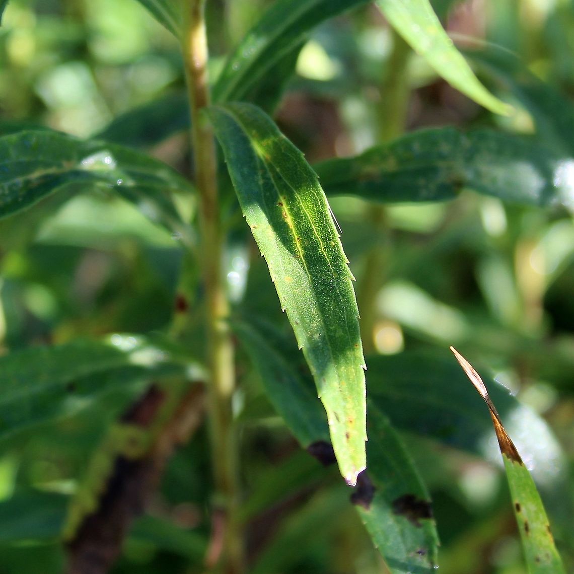 Solidago altissima (Tall Goldenrod) Habitat: Old field with various Solidago and aster species. Asteraceae,Geotagged,Late Goldenrod,Solidago altissima,Summer,Tall Goldenrod,United States,goldenrod