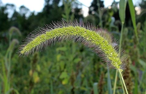 Setaria faberi (Giant Foxtail) Setaria faberi (Giant Foxtail) growing in a vegetable garden. Clump-forming with prop roots coming from the lowermost nodes. Geotagged,Giant Foxtail,Giant foxtail,Poaceae,Setaria faberi,Summer,United States,grass,millet