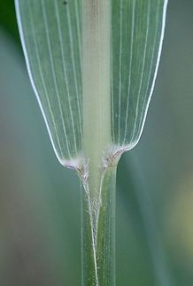 Setaria faberi (Giant Foxtail) Leaf sheath Geotagged,Giant Foxtail,Giant foxtail,Poaceae,Setaria faberi,Summer,United States,grass,leaf,millet