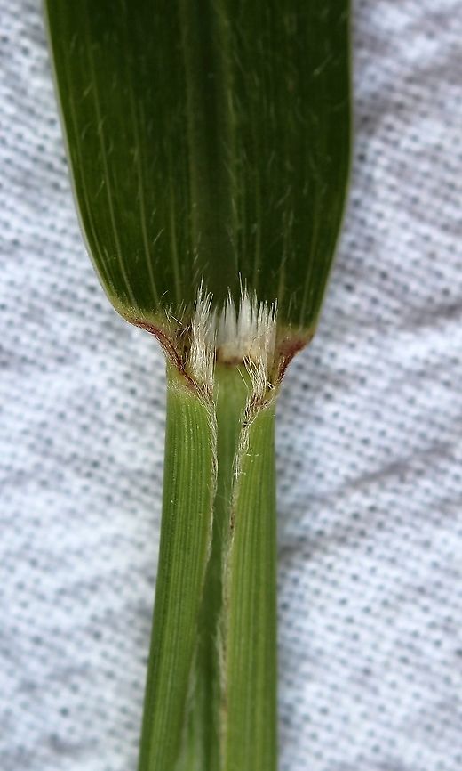 Setaria faberi (Giant Foxtail) View of the ligule which is a fringe of hairs. Geotagged,Giant Foxtail,Giant foxtail,Poaceae,Setaria faberi,Summer,United States,grass,millet
