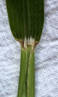 Setaria faberi (Giant Foxtail) View of the ligule which is a fringe of hairs. Geotagged,Giant Foxtail,Giant foxtail,Poaceae,Setaria faberi,Summer,United States,grass,millet