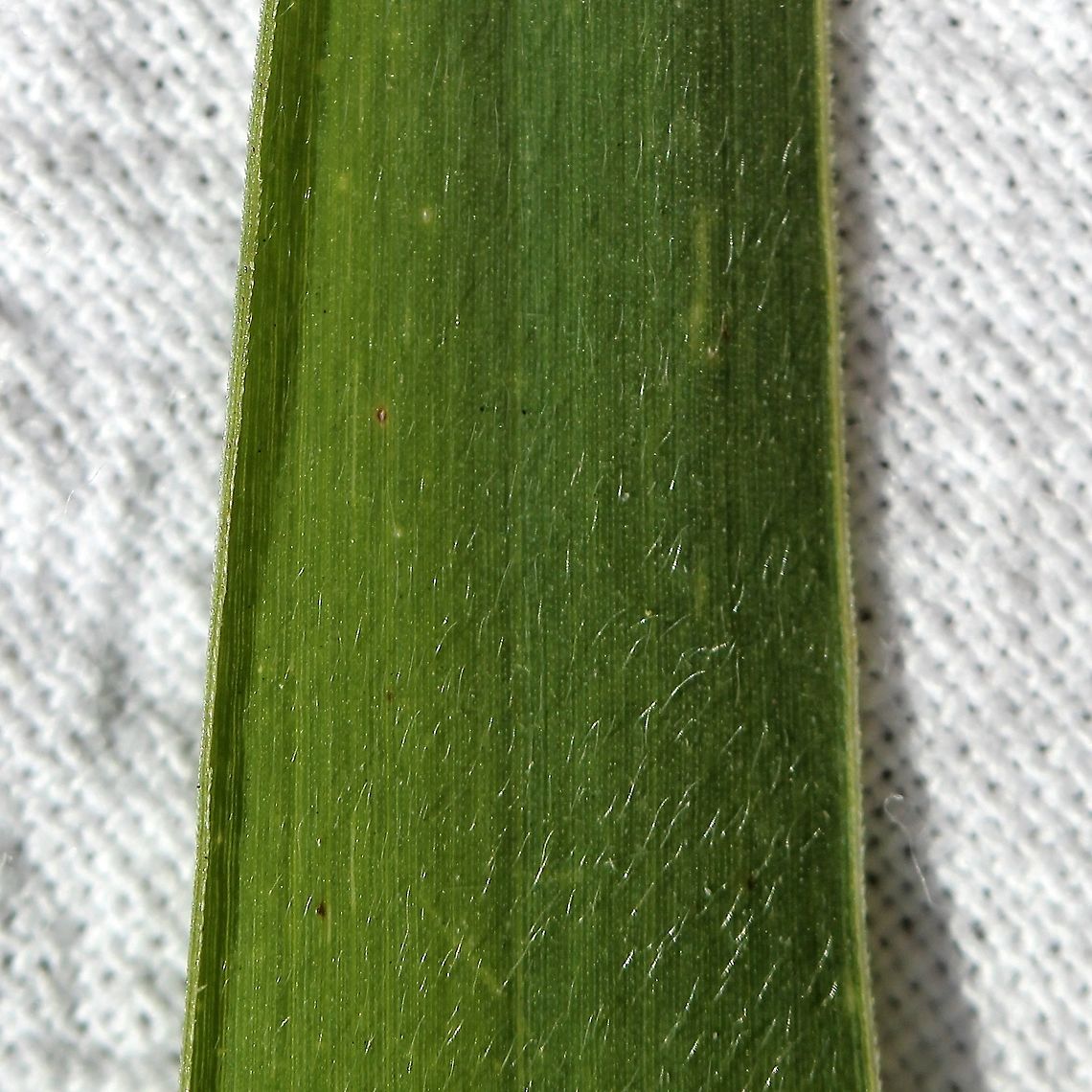 Setaria faberi (Giant Foxtail) Upper leaf surface with fine hairs although the leaves may also be glabrous or with a few hairs near the base. Geotagged,Giant foxtail,Poaceae,Setaria faberi,Summer,United States,grass,millet