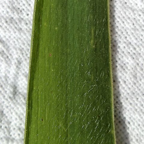 Setaria faberi (Giant Foxtail) Upper leaf surface with fine hairs although the leaves may also be glabrous or with a few hairs near the base. Geotagged,Giant foxtail,Poaceae,Setaria faberi,Summer,United States,grass,millet