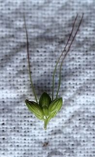 Setaria faberi (Giant Foxtail) Spikelets showing lower glume (small leaf-like structure at bottom) and sterile lemma (the larger leaf-like structure). Geotagged,Giant Foxtail,Giant foxtail,Poaceae,Setaria faberi,Summer,United States,grass,spikelets