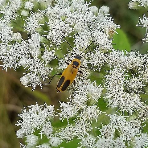 Chauliognathus pensylvanicus On boneset (Eupatorium perfoliatum) flowers Chauliognathus pensylvanicus,Eupatorium perfoliatum,Geotagged,Goldenrod soldier beetle,Summer,United States,boneset,coleoptera,insect