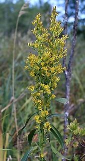 Solidago uliginosa (Bog Goldenrod) One of several growing in peaty soil over sand with Sphagnum moss, Carex lacustris, Carex utriculata, and Glyceria canadensis. Asteraceae,Bog Goldenrod,Geotagged,Solidago uliginosa,Summer,United States,goldenrod