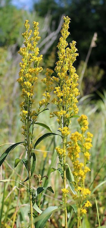 Solidago uliginosa (Bog Goldenrod) One of several growing in peaty soil over sand with Sphagnum moss, Carex lacustris, Carex utriculata, and Glyceria canadensis. Bog Goldenrod,Geotagged,Solidago uliginosa,Summer,United States