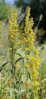 Solidago uliginosa (Bog Goldenrod) One of several growing in peaty soil over sand with Sphagnum moss, Carex lacustris, Carex utriculata, and Glyceria canadensis. Bog Goldenrod,Geotagged,Solidago uliginosa,Summer,United States