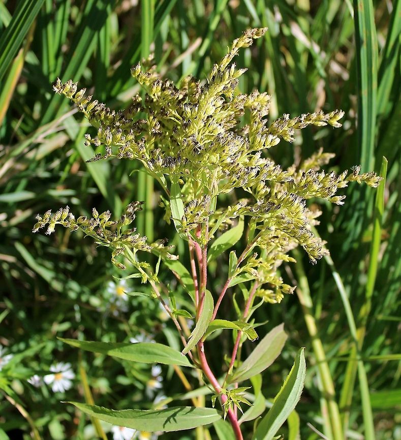 Solidago gigantea (Giant Goldenrod) Inflorescence with small branches finely pubescent but main stem glabrous. One of several growing in peaty soil over sand with Sphagnum moss, Carex lacustris, Carex utriculata, and Glyceria canadensis. Asteraceae,Geotagged,Giant Goldenrod,Solidago gigantea,Summer,United States,goldenrod