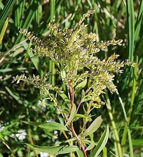 Solidago gigantea (Giant Goldenrod) Inflorescence with small branches finely pubescent but main stem glabrous. One of several growing in peaty soil over sand with Sphagnum moss, Carex lacustris, Carex utriculata, and Glyceria canadensis. Asteraceae,Geotagged,Giant Goldenrod,Solidago gigantea,Summer,United States,goldenrod