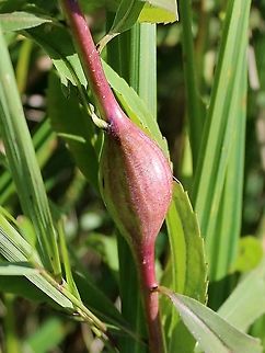 Gall on Solidago gigantea caused by Goldenrod Gall Fly (Eurosta solidaginis)  Eurosta solidaginis,Geotagged,Goldenrod gall fly,Solidago gigantea,Summer,United States,gall