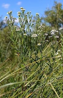 Symphyotrichum lanceolatum (Panicled Aster) One of several growing in peaty soil over sand with Sphagnum moss, Carex lacustris, Carex utriculata, and Glyceria canadensis. Aster lanceolatus,Aster simplex,Asteraceae,Geotagged,Panicled Aster,Summer,Symphyotrichum lanceolatum,United States
