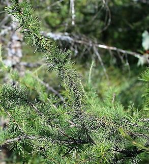 Larix laricina (Tamarack) Growing in peaty soil over sand with Sphagnum moss. Geotagged,Gymnosperm,Larix laricina,Summer,Tamarack,United States,conifer