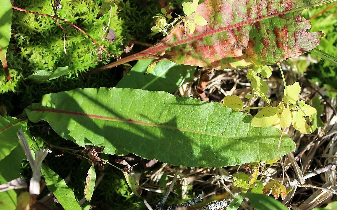 Rumex britannica (Great Water Dock) Basal leaf with lateral veins nearly perpendicular to the midvein. Also known as Rumex orbiculatus<br />
<br />
One of several growing in peaty soil over sand with Sphagnum moss, Carex lacustris, Carex utriculata, and Glyceria canadensis. Geotagged,Great Water Dock,Polygonaceae,Rumex britannica,Rumex orbiculatus,Summer,United States