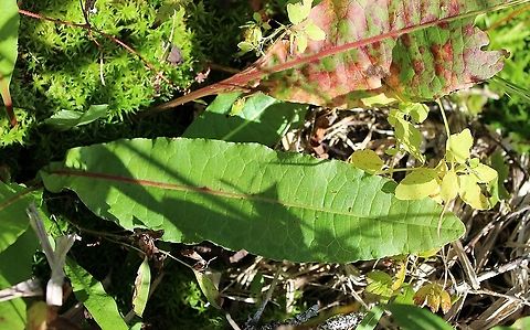 Rumex britannica (Great Water Dock) Basal leaf with lateral veins nearly perpendicular to the midvein. Also known as Rumex orbiculatus

One of several growing in peaty soil over sand with Sphagnum moss, Carex lacustris, Carex utriculata, and Glyceria canadensis. Geotagged,Great Water Dock,Polygonaceae,Rumex britannica,Rumex orbiculatus,Summer,United States