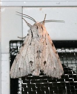 Acronicta lepusculina (Cottonwood Dagger Moth)  Acronicta lepusculina,Cottonwood Dagger Moth,Geotagged,Lepidoptera,Summer,United States,insect,moth