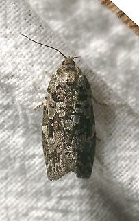 Choristoneura fumiferana (Eastern Spruce Budworm Moth)  Choristoneura fumiferana,Geotagged,Lepidoptera,Moth Week 2020,Summer,United States,insect,moth