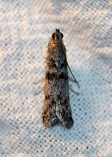 Myelopsis minutulella  Geotagged,Lepidoptera,Moth Week 2020,Myelopsis minutulella,Summer,United States,insect,moth