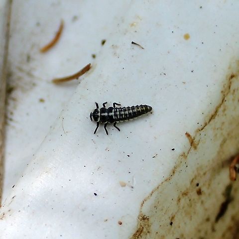 Mulsantina picta (Painted Lady Beetle) larva Found under a canopy of spruce and balsam fir. Coleoptera,Geotagged,Mulsantina picta,Painted Lady Beetle,Painted Ladybird,Summer,United States,beetle larva,insect
