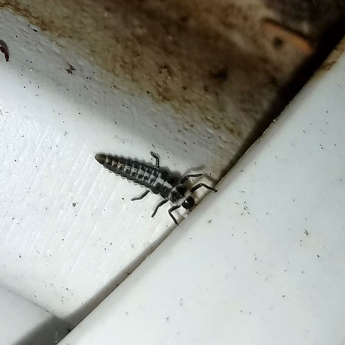 Mulsantina picta (Painted Lady Beetle) larva Found under a canopy of spruce and balsam fir. Coleoptera,Geotagged,Mulsantina picta,Painted Lady Beetle,Painted Ladybird,Summer,United States,beetle larva,insect