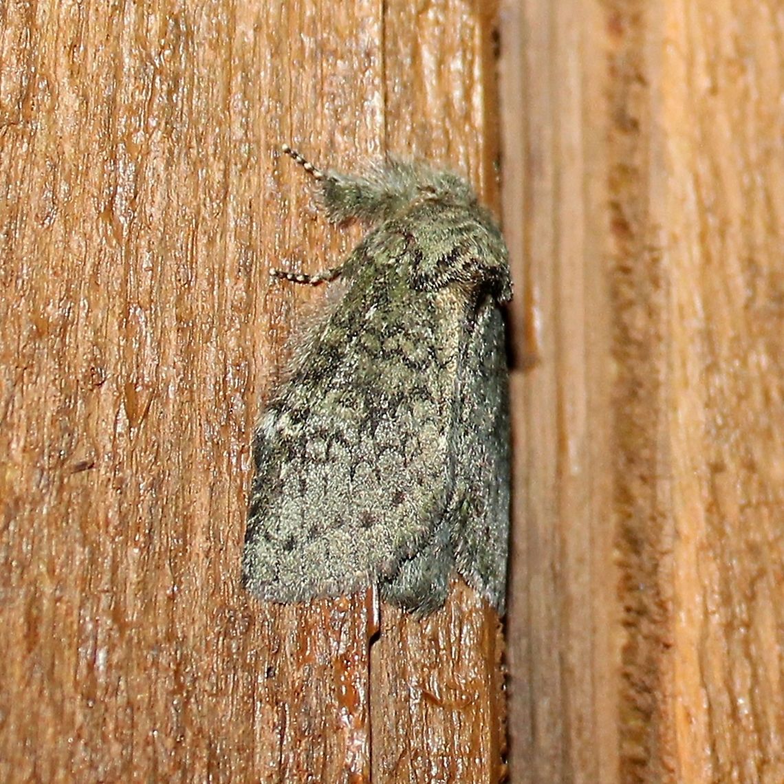 Heterocampa biundata  Geotagged,Heterocampa biundata,Lepidoptera,Summer,United States,Wavy-lined Heterocampa Moth,insect,moth