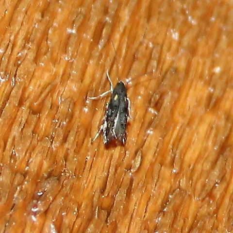 Mompha raschkiella A bit blurry (the moth wouldn't slow down) but I think this might be Mompha raschkiella. There is a pair of yellow spots where the wings join the thorax, smaller yellow spots further down on the wings, and raised tufts of scales. Geotagged,Lepidoptera,Mompha raschkiella,Summer,United States,insect,micromoth,moth