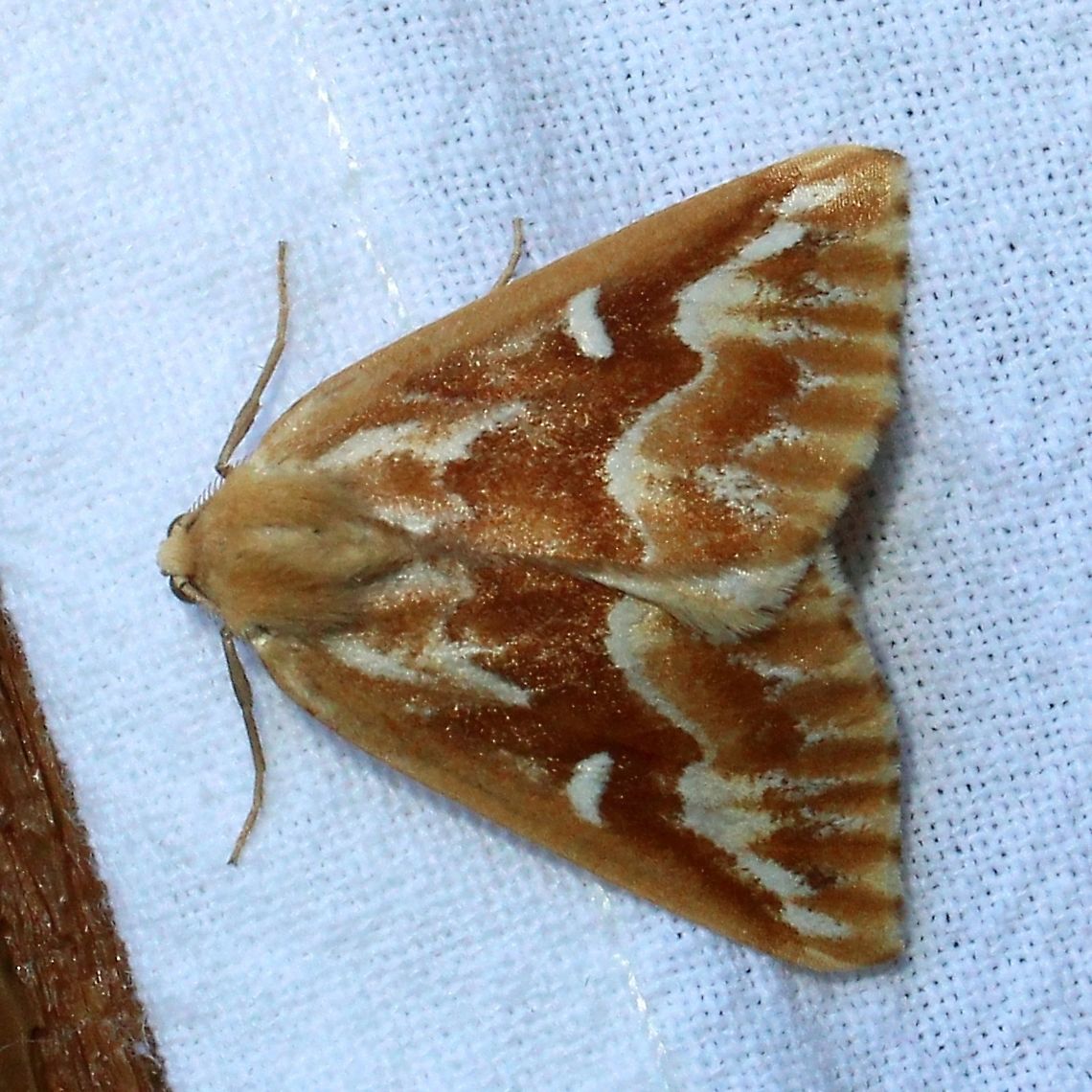 Caripeta piniata  Caripeta piniata,Geotagged,Lepidoptera,Northern pine looper,Summer,United States,insect,moth