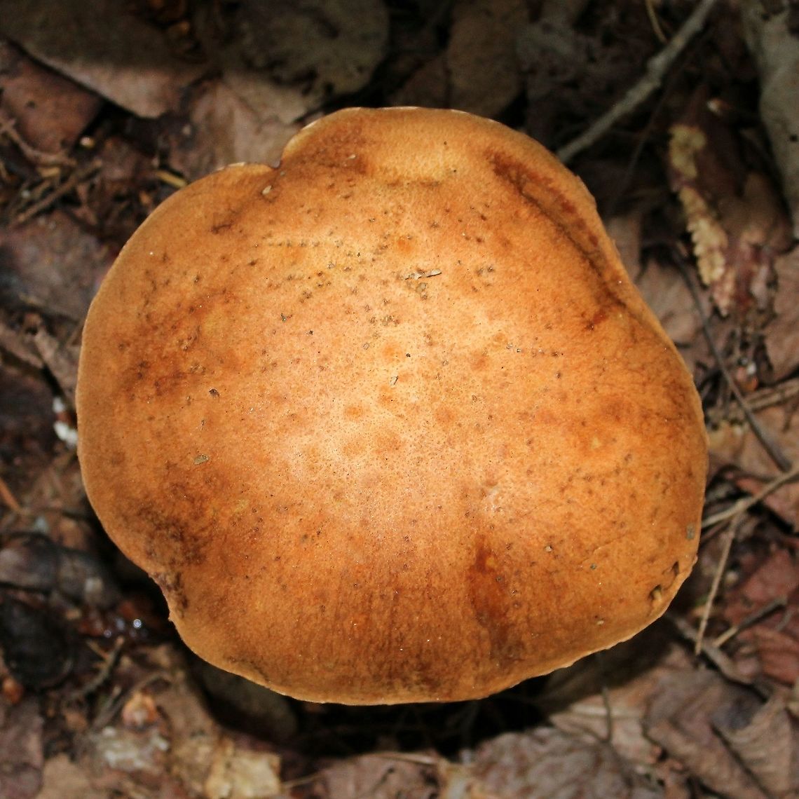 Leccinum aurantiacum Growing under white spruce, black spruce, balsam fir, paper birch, and quaking aspen.<br />
<br />
Leccinum aurantiacum presence in North America is disputed by some. (<a href="https://www.mushroomexpert.com/leccinum_uncertain.html)" rel="nofollow">https://www.mushroomexpert.com/leccinum_uncertain.html)</a> Geotagged,Leccinum aurantiacum,Orange Oak Bolete,Summer,United States,bolete,fungus,mushroom