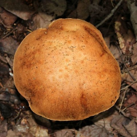 Leccinum aurantiacum Growing under white spruce, black spruce, balsam fir, paper birch, and quaking aspen.

Leccinum aurantiacum presence in North America is disputed by some. (https://www.mushroomexpert.com/leccinum_uncertain.html) Geotagged,Leccinum aurantiacum,Orange Oak Bolete,Summer,United States,bolete,fungus,mushroom