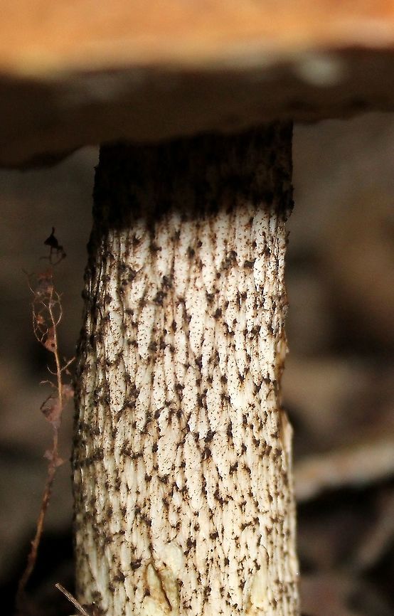 Leccinum aurantiacum Stipe of Leccinum aurantiacum showing scabers. Growing under white spruce, black spruce, balsam fir, paper birch, and quaking aspen.<br />
<br />
Leccinum aurantiacum presence in North America is disputed by some. (<a href="https://www.mushroomexpert.com/leccinum_uncertain.html)" rel="nofollow">https://www.mushroomexpert.com/leccinum_uncertain.html)</a> Geotagged,Leccinum aurantiacum,Orange Oak Bolete,Summer,United States,bolete,fungus,mushroom
