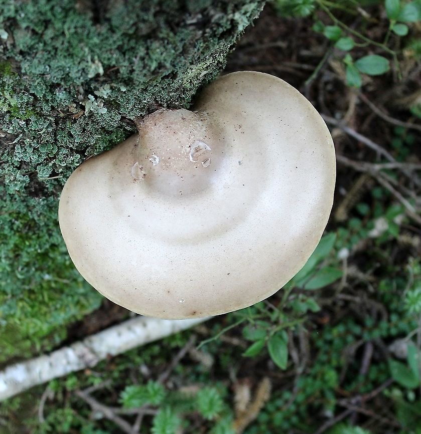 Piptoporus betulinus (Fomitopsis betulina) On a standing dead paper birch (Betula papyrifera) in a mixed tamarack and black spruce swamp. Birch polypore,Fomitopsis betulina,Geotagged,Summer,United States,bracket fungus,fungus,mushroom,polypore