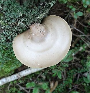 Piptoporus betulinus (Fomitopsis betulina) On a standing dead paper birch (Betula papyrifera) in a mixed tamarack and black spruce swamp. Birch polypore,Fomitopsis betulina,Geotagged,Summer,United States,bracket fungus,fungus,mushroom,polypore
