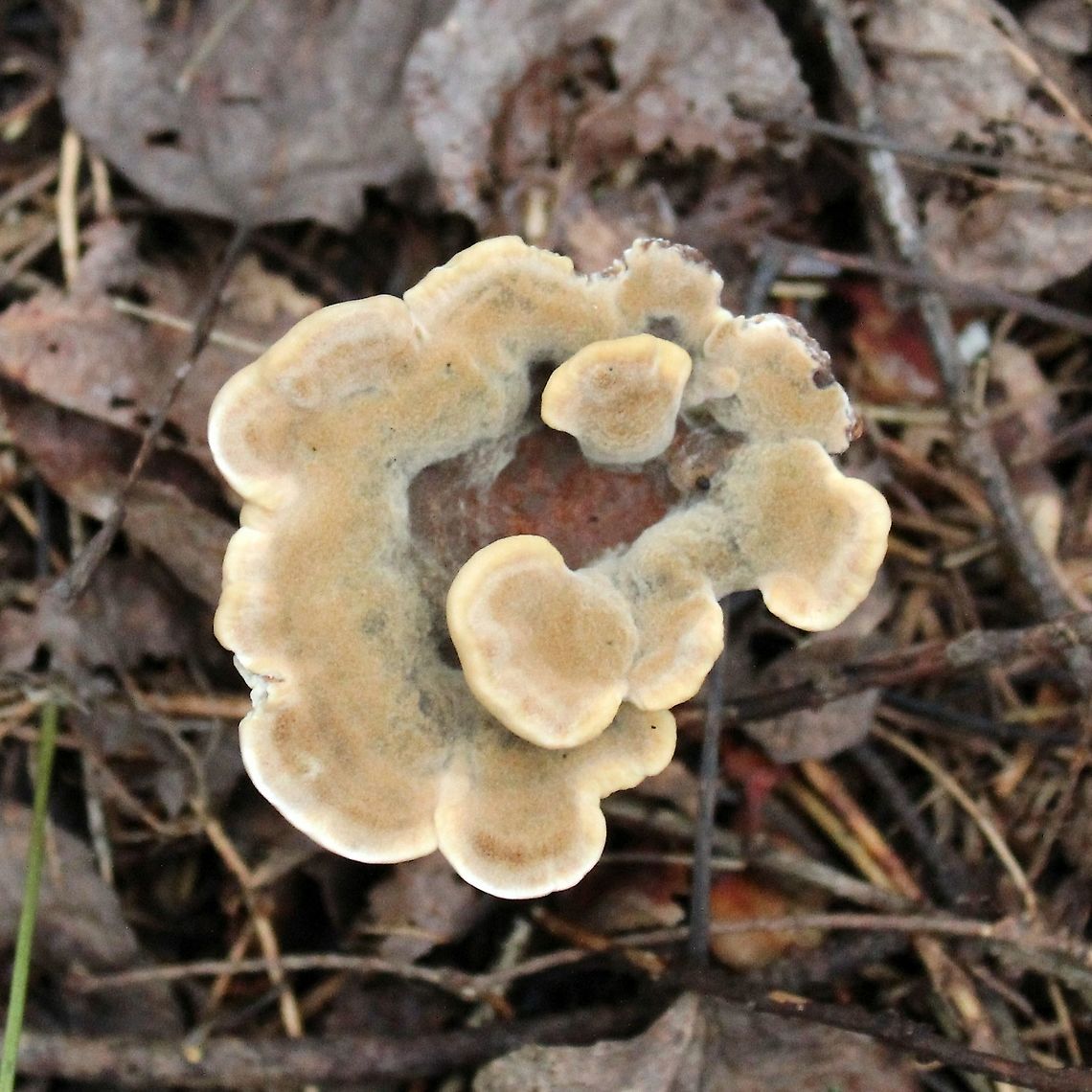 Onnia? Under tamarack, black spruce, white spruce, balsam fir, and quaking aspen in a mesic upland mixed forest. There are several fruiting bodies in the immediate area. Never saw this one here before. Geotagged,Hymenochaetaceae,Summer,Thelephoraceae,United States,fungus,mushroom