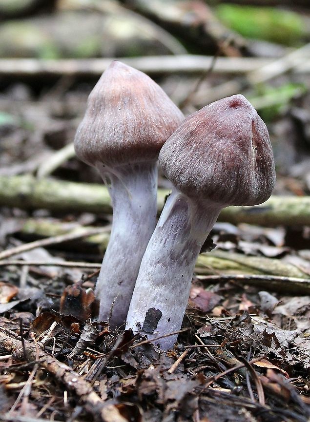 Mushroom Under tamarack, black spruce, white spruce, balsam fir, and quaking aspen in a mesic upland mixed forest.<br />
<br />
<figure class="photo"><a href="https://www.jungledragon.com/image/100749/mushroom.html" title="Mushroom"><img src="https://s3.amazonaws.com/media.jungledragon.com/images/3383/100749_thumb.JPG?AWSAccessKeyId=05GMT0V3GWVNE7GGM1R2&Expires=1759968010&Signature=Ohz8kTbI87HGTM7bCFYcZeh7ZoM%3D" width="112" height="152" alt="Mushroom Under tamarack, black spruce, white spruce, balsam fir, and quaking aspen in a mesic upland mixed forest.<br />
<br />
https://www.jungledragon.com/image/100750/mushroom.html<br />
https://www.jungledragon.com/image/100748/mushroom.html Basidiomycete,Geotagged,Summer,United States,fungus,mushroom" /></a></figure><br />
<figure class="photo"><a href="https://www.jungledragon.com/image/100750/mushroom.html" title="Mushroom"><img src="https://s3.amazonaws.com/media.jungledragon.com/images/3383/100750_thumb.JPG?AWSAccessKeyId=05GMT0V3GWVNE7GGM1R2&Expires=1759968010&Signature=YhAwgNeOVQ1sowmiRRaXKE1D%2Fbk%3D" width="200" height="174" alt="Mushroom Under tamarack, black spruce, white spruce, balsam fir, and quaking aspen in a mesic upland mixed forest.<br />
<br />
https://www.jungledragon.com/image/100749/mushroom.html<br />
https://www.jungledragon.com/image/100748/mushroom.html Basidiomycete,Geotagged,Summer,United States,fungus,mushroom" /></a></figure> Geotagged,Summer,United States,basidiomycete,fungus,mushroom